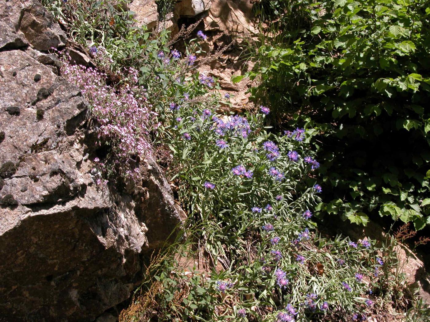 Cornflower, Mountain plant